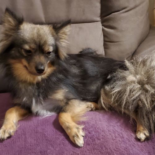 Chiots pomsky f3 mini #10