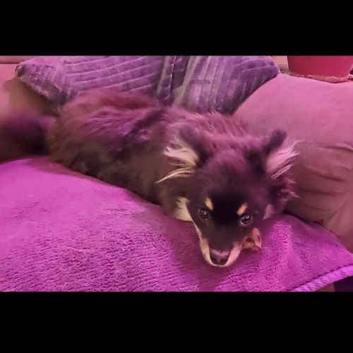 Adorable chiot pomsky f3 mini #5