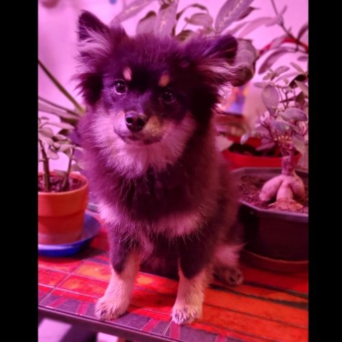Adorable chiot pomsky f3 mini #9