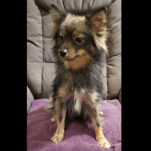 Adorable chiot pomsky f3 mini #10