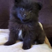 Chiots pomsky f3 mini #1
