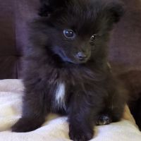 Chiots pomsky f3 mini #2