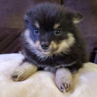 Chiots pomsky f3 mini #5