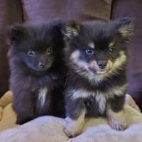 Chiots pomsky f3 mini #6