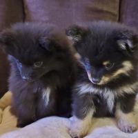 Chiots pomsky f3 mini #7