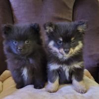 Chiots pomsky f3 mini