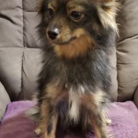 Chiots pomsky f3 mini #9