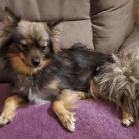 Chiots pomsky f3 mini #10