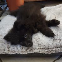 Adorables chiots pomsky f3 mini #8