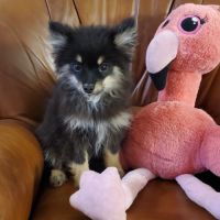 Adorables chiots pomsky f3 mini
