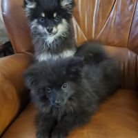 Adorables chiots pomsky f3 mini #10