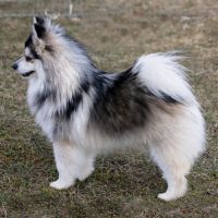 Adorable chiot pomsky f3 mini #4