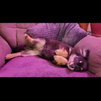 Adorable chiot pomsky f3 mini