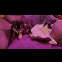 Adorable chiot pomsky f3 mini #7