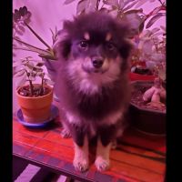 Adorable chiot pomsky f3 mini #8