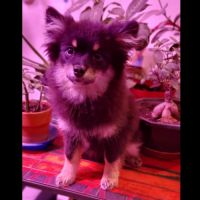 Adorable chiot pomsky f3 mini #9