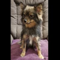 Adorable chiot pomsky f3 mini #10