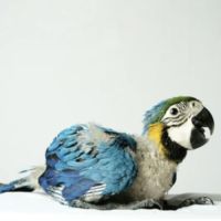 Bébé perroquet ara eam