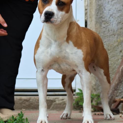 Amstaff femelle lof #0