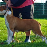 Amstaff femelle lof #2