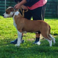 Amstaff femelle lof #3