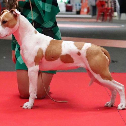 A donner femelle amstaff lof stérilisé #2