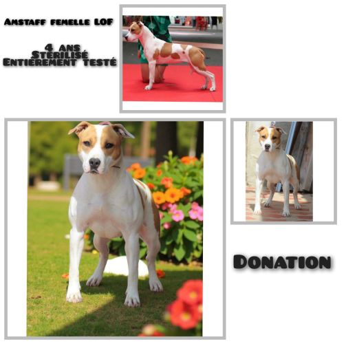 A donner femelle amstaff lof stérilisé #4