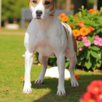 A donner femelle amstaff lof stérilisé