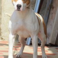 A donner femelle amstaff lof stérilisé #3
