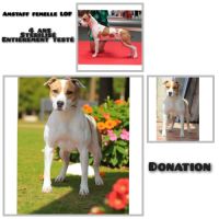 A donner femelle amstaff lof stérilisé #4