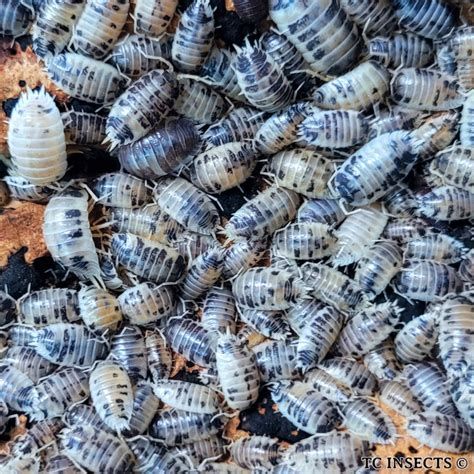 Cloporte dairy cow #1