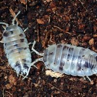 Cloporte dairy cow #2