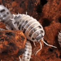 Cloporte dairy cow #0