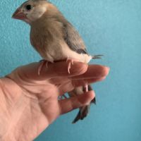 Padda apprivoisés #1