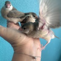 Padda apprivoisés #2