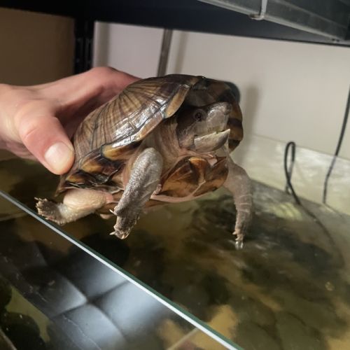 Tortues d'eau  (sternotherus carinatus) #1