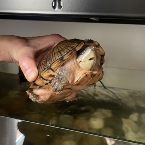 Tortues d'eau  (sternotherus carinatus) #0