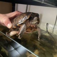 Tortues d'eau  (sternotherus carinatus) #1