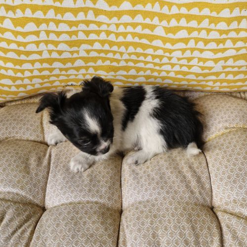 Superbes bébés mâles chihuahua dépt 86 #3