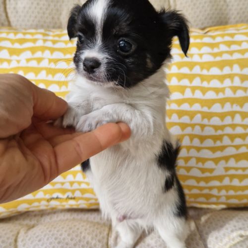 Superbes bébés mâles chihuahua dépt 86 #4