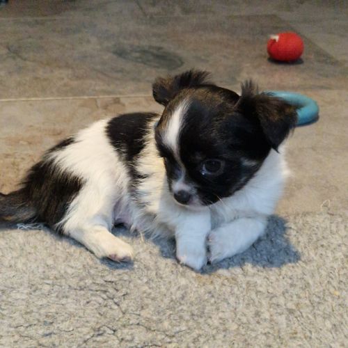 Superbes bébés mâles chihuahua dépt 86 #5