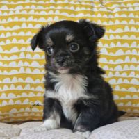 Superbes bébés mâles chihuahua dépt 86 #2