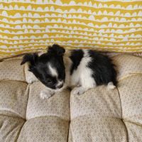 Superbes bébés mâles chihuahua dépt 86 #3