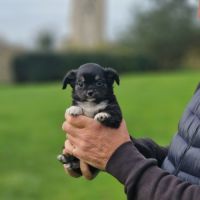 Superbes bébés mâles chihuahua dépt 86 #8