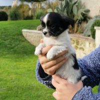 Superbes bébés mâles chihuahua dépt 86 #9