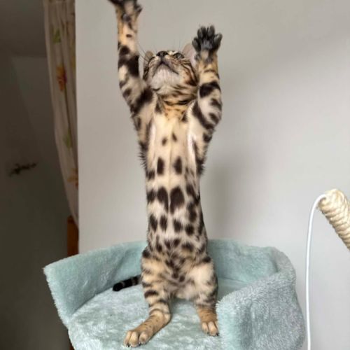 Chaton bengal loof #3