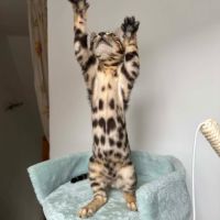 Chaton bengal loof #3