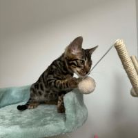 Chaton bengal loof #7