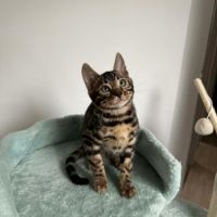 Chaton bengal loof #8