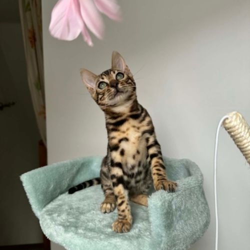 Chaton bengal loof #4